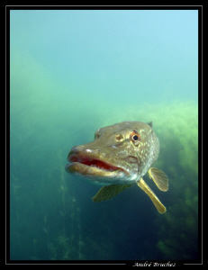brochet... :o) by André Bruchez 